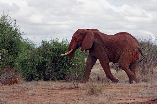 Kenia (348)